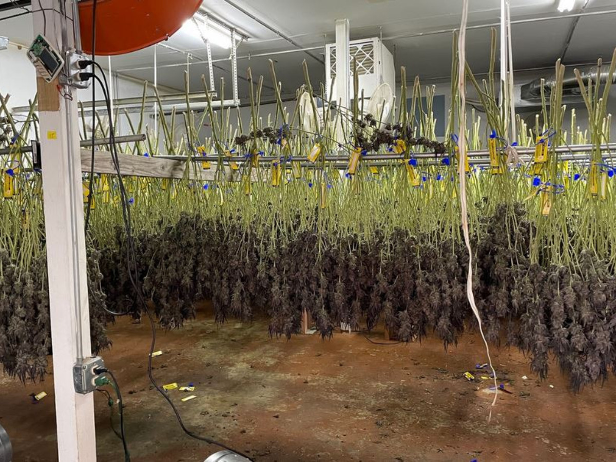 700lbs of marijuana seized from illegal growing operation in northeast Oklahoma