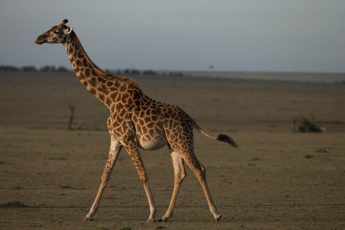 Tulsa Zoo announces baby giraffe name | Newstalk KZRG - KZRG-AM