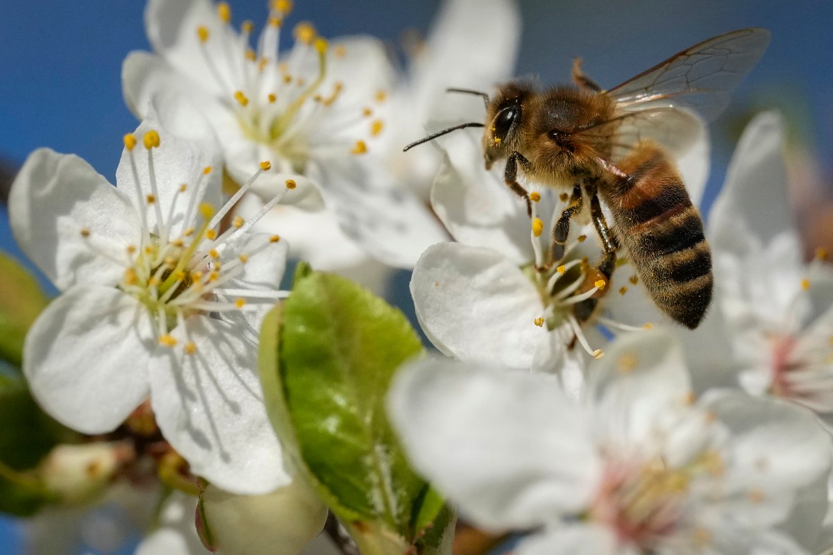 2026 Heroes to Hives Program registration open