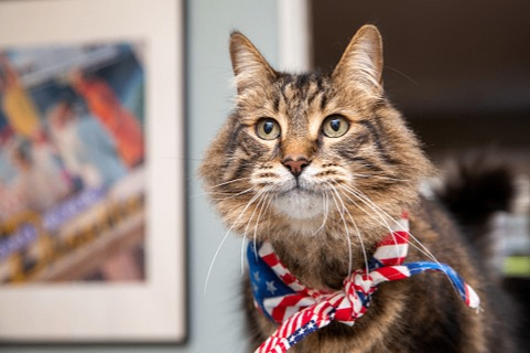 Keep your pets safe during cold weather