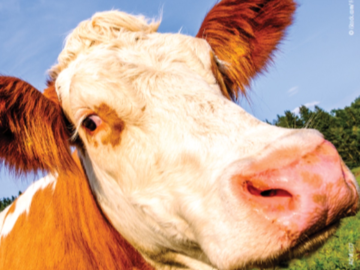 PETA offers to help "bridge the gap" in Oklahoma