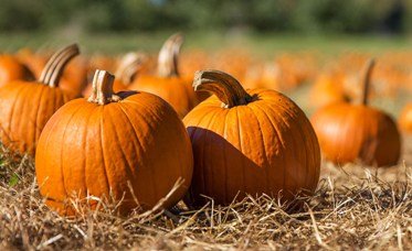 Spooky Season Guide: Haunted Houses, Pumpkin Patches and More