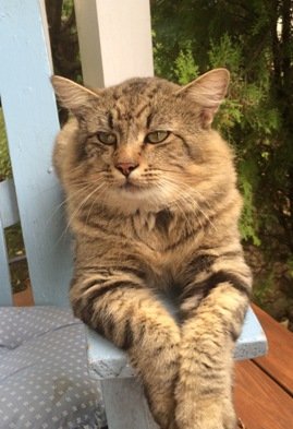 Losing a pet can be devastating — Help is available for grieving owners