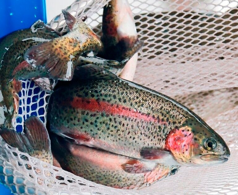 MDC postpones winter trout stocking due to warm temperatures