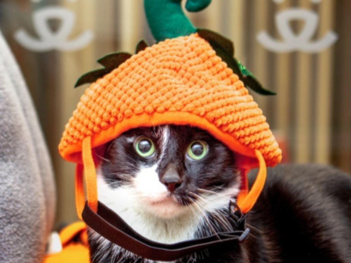 Make spooky season safer for pets