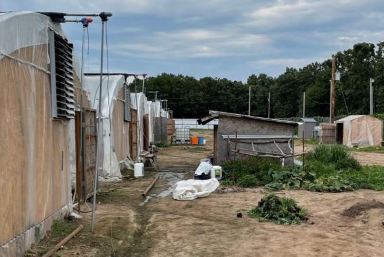 Two illegal marijuana growing farms raided in northeast Oklahoma ...