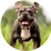 Dogwood Hills French Bulldogs