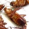 Bug-A-Way Pest Control