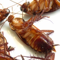 Bug-A-Way Pest Control
